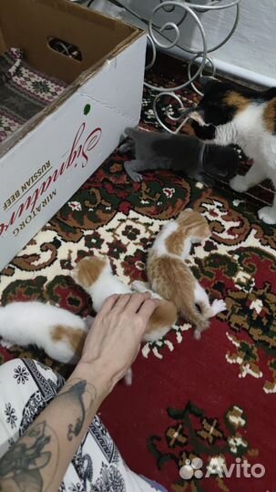 Котята в добрые руки