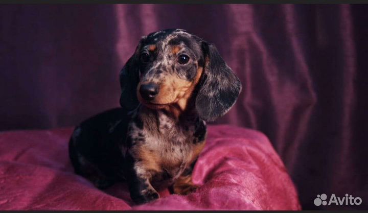 Щенки мраморной маскарадной таксы