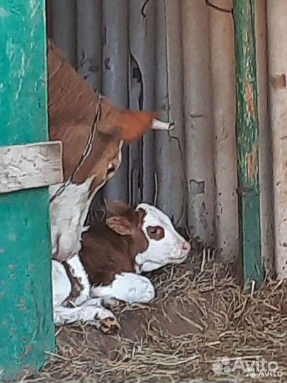 Молоко коровье