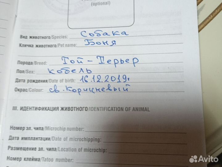 Вязка собак той-терьер