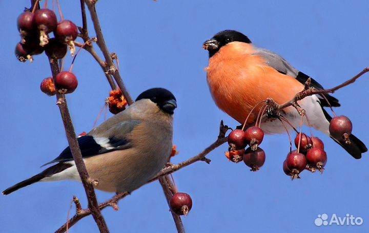 Щегол, снегирь