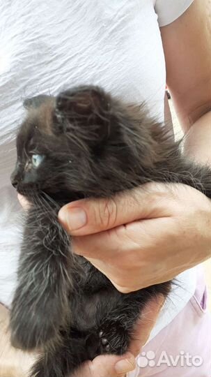 Кошка черная пушистая