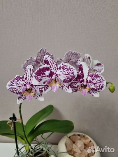 Орхидея