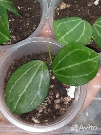 Дисхидия овата