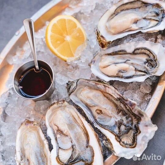 Устрица Хасанская