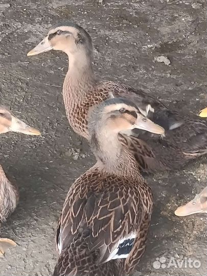 Утки Руанские