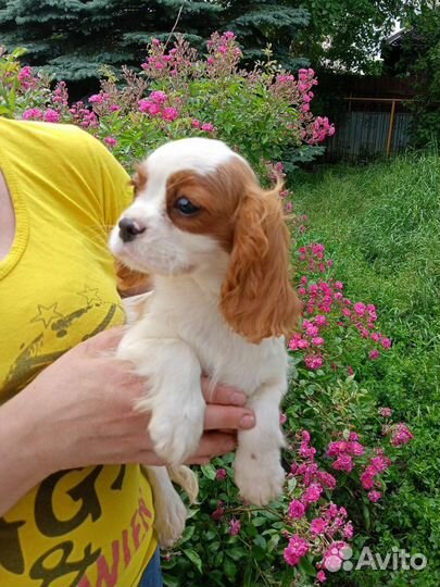 Кавалер кинг Чарльз парнишка