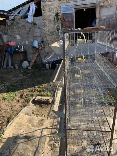 Клетки для перепелов