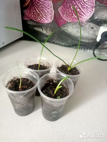 Зефирантус (выскочка)