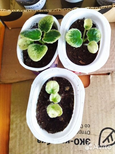 Фиалка Настя