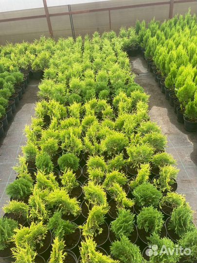 Хвойные и декоративные растения