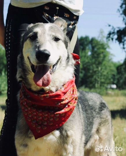 Лиза страдает от тоски в приюте