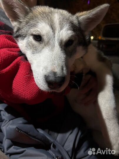 Найдена собака