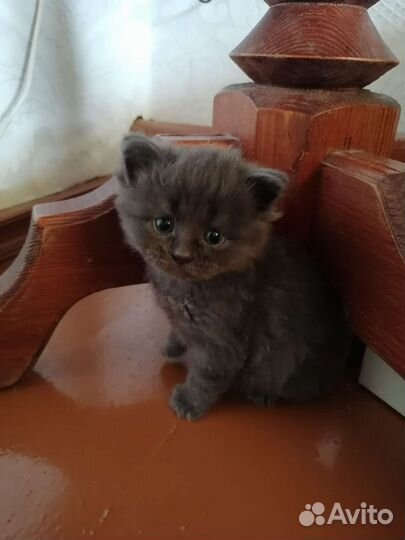Кошка в дар