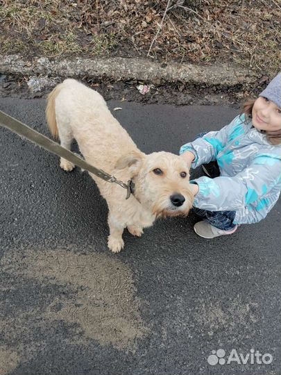 Собака в добрые руки