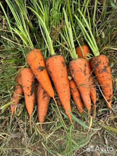 Морковь Крупный опт