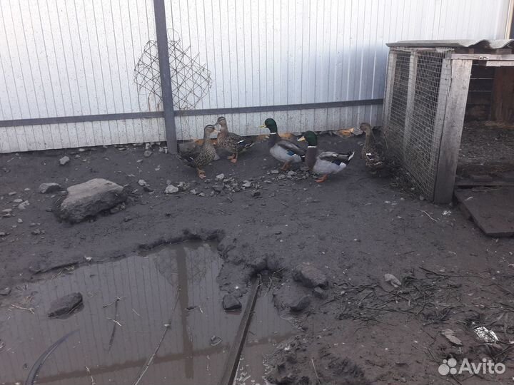 Подсадные утки