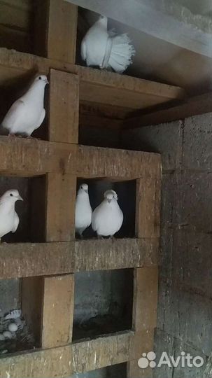 Продажа голубей павлин.Бакинцы белые