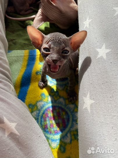 Донской сфинкс