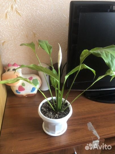 Спатифиллум