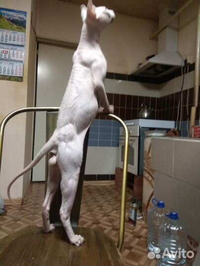 Кот Сфинкс