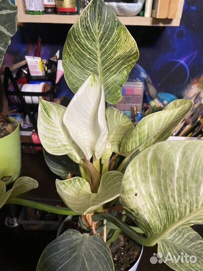 Филодендрон 