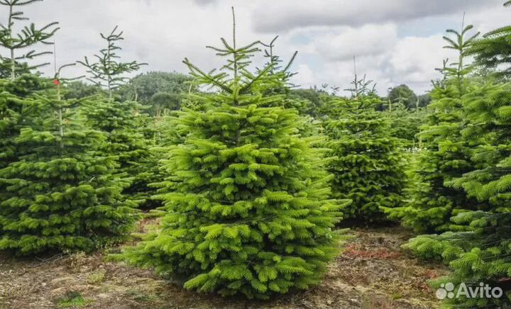 Сосна от 1м до 3,5м оптом и в розницу