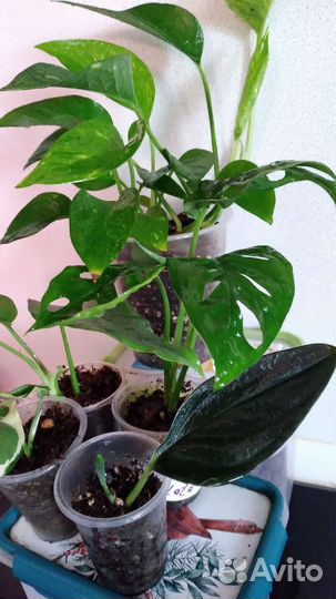 Ароидные набор 5шт