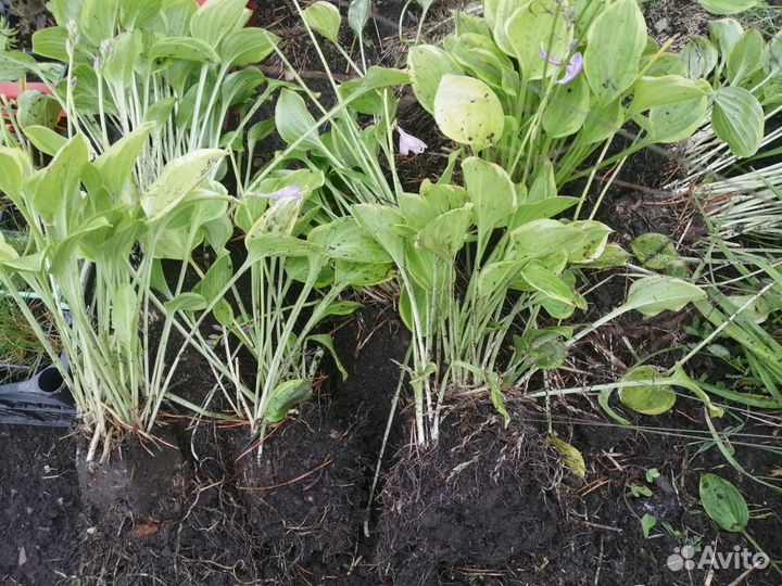 Хоста Голден Тиара