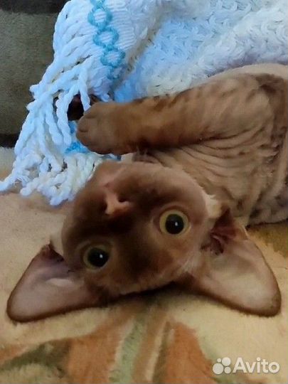 Котята девон-рекс