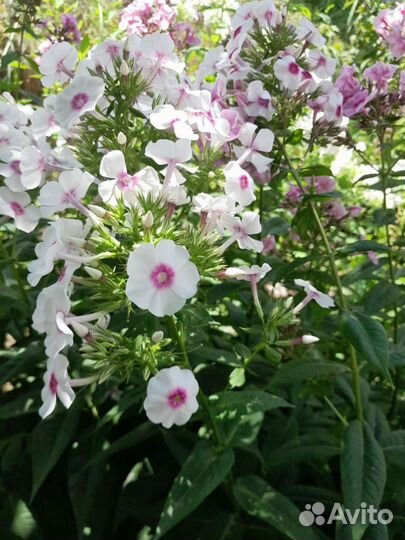 Многолетние садовые цветы