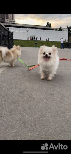 Девочки померанского шпица