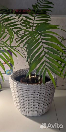 Кашпо для домашних и садовых цветов 12 л