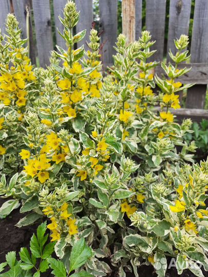 Садовые растения многолетники