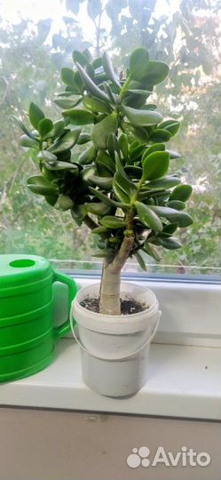 Толстянка (Денежное дерево )