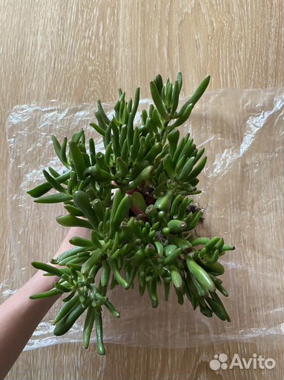 Крассула Хоббит