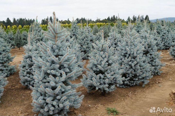 Ель голубая с доставкой
