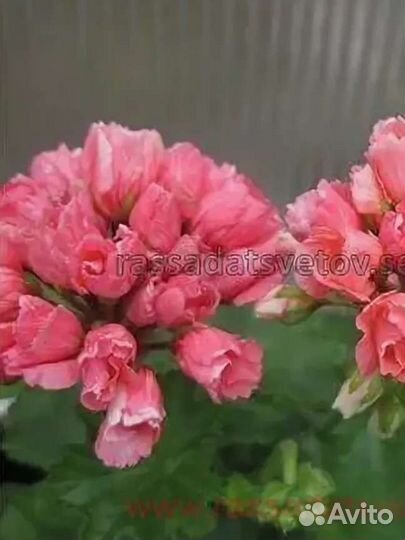 Пеларгония герань