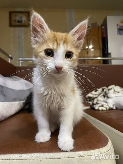 Рыжий котенок мальчик