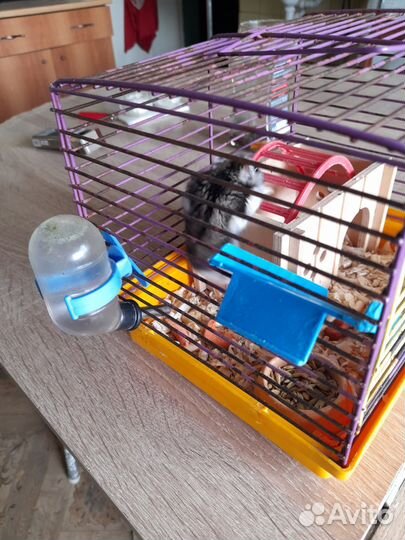 Джунгарский хомяк с клеткой