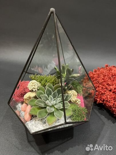 Флорариум суккуленты