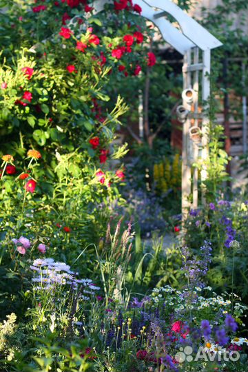 Многолетники для сада, с доставкой