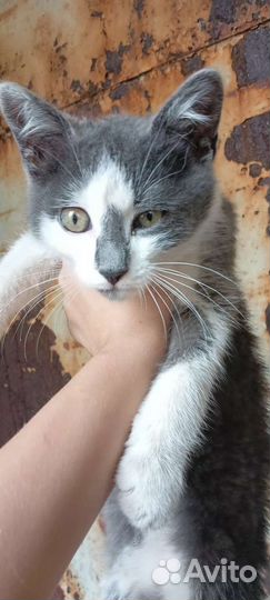 Котик бесплатно