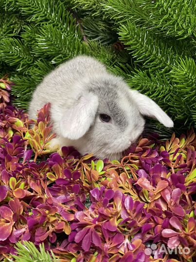 Карлики кролики домашние