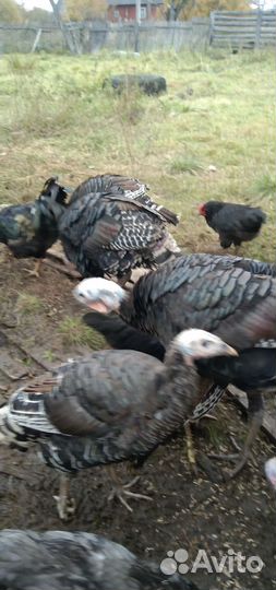 Индюки и Петухи