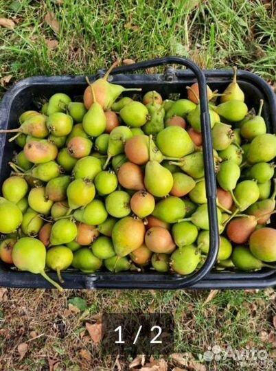 Груши домашние