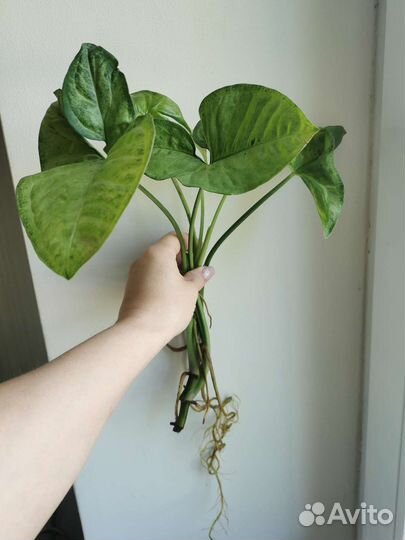 Сингониум сплэш, клубничный лед