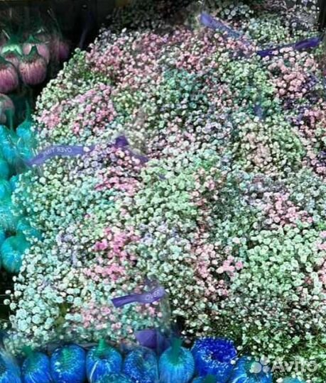 Гипсафила радужная