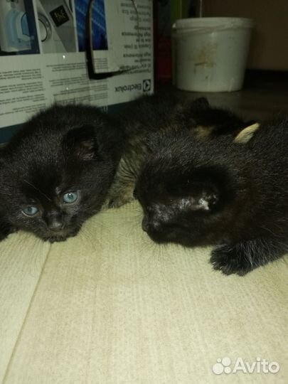 Котята в добрые руки бесплатно