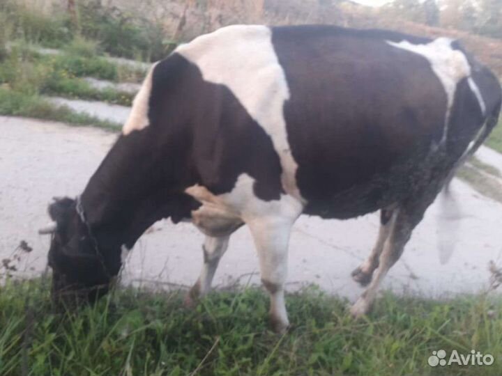 Корова дойная